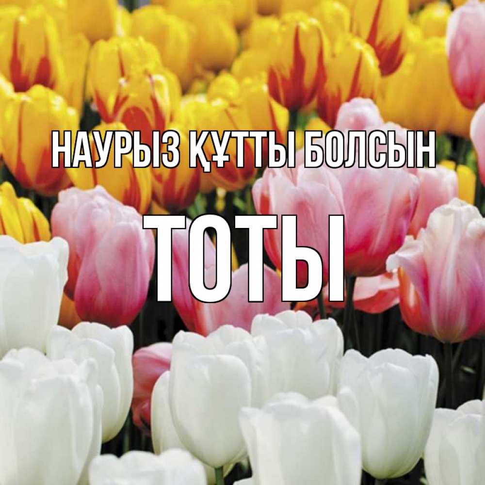 Күн сайын ашық хат с именем, ТОТЫ Наурыз құтты болсын разноцветные цветы Онлайн тегін жүктеп алу тілектері бар керемет карта 