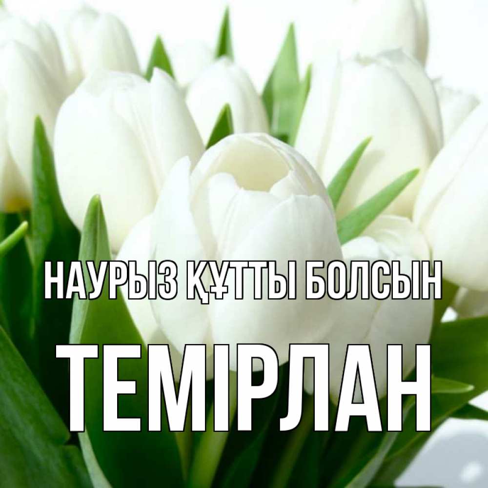 Күн сайын ашық хат с именем, ТЕМІРЛАН Наурыз құтты болсын цветы Онлайн тегін жүктеп алу тілектері бар керемет карта 