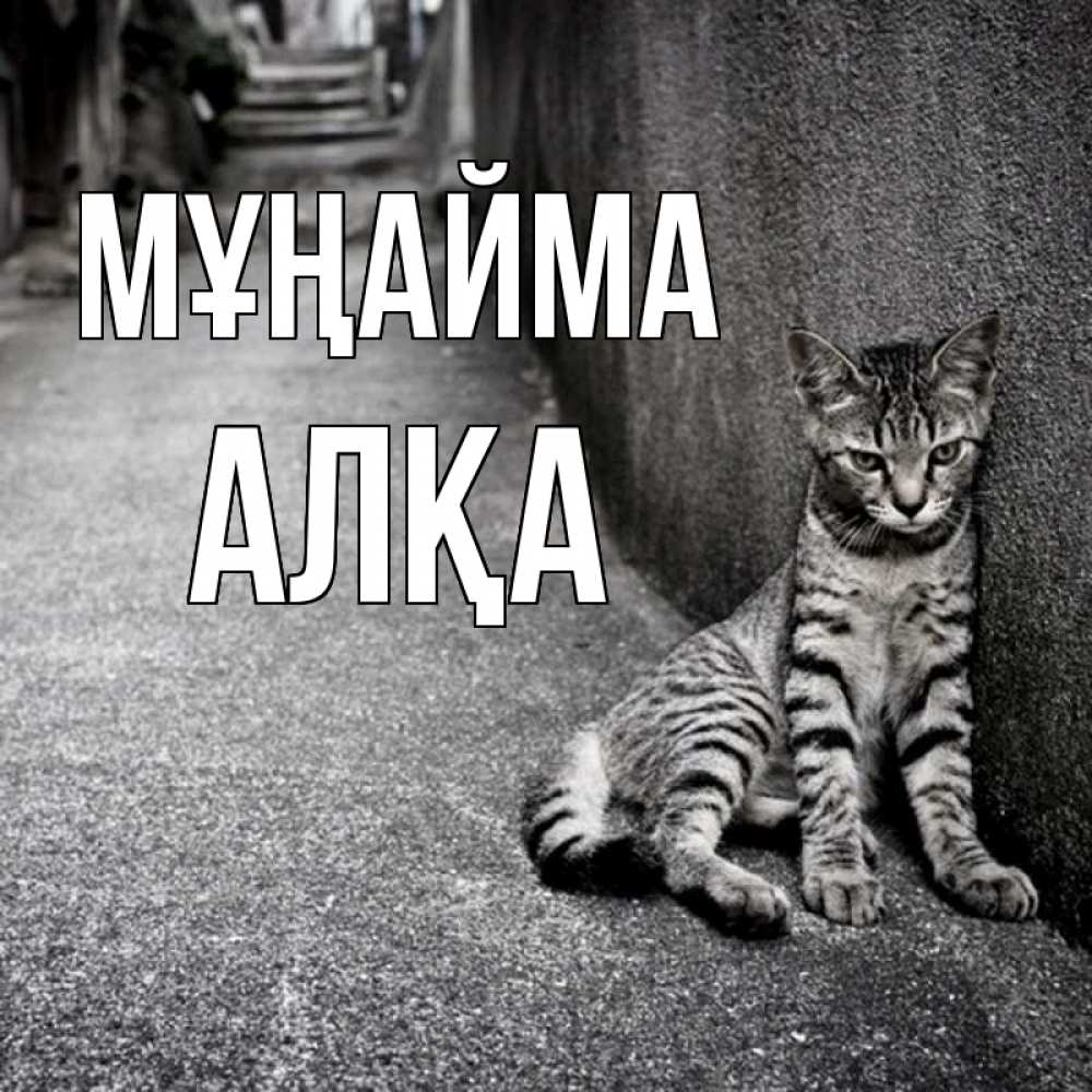 Күн сайын ашық хат с именем, Алқа Мұңайма скучающий котик Онлайн тегін жүктеп алу тілектері бар керемет карта 