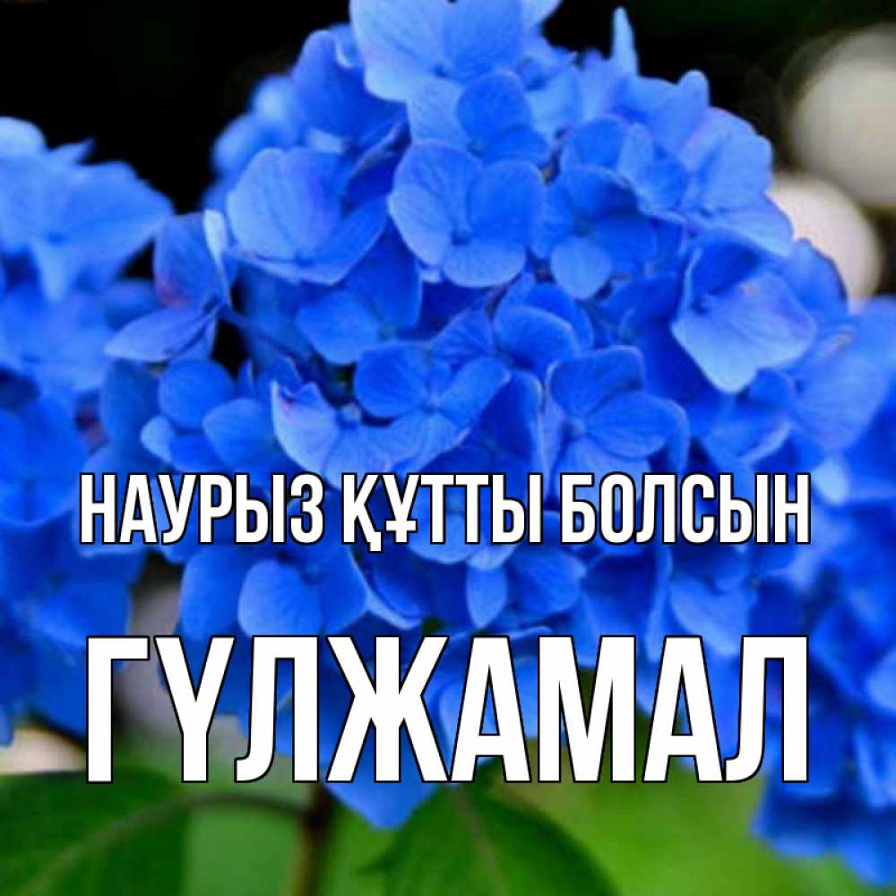 Күн сайын ашық хат с именем, ГҮЛЖАМАЛ Наурыз құтты болсын синие цветы Онлайн тегін жүктеп алу тілектері бар керемет карта 
