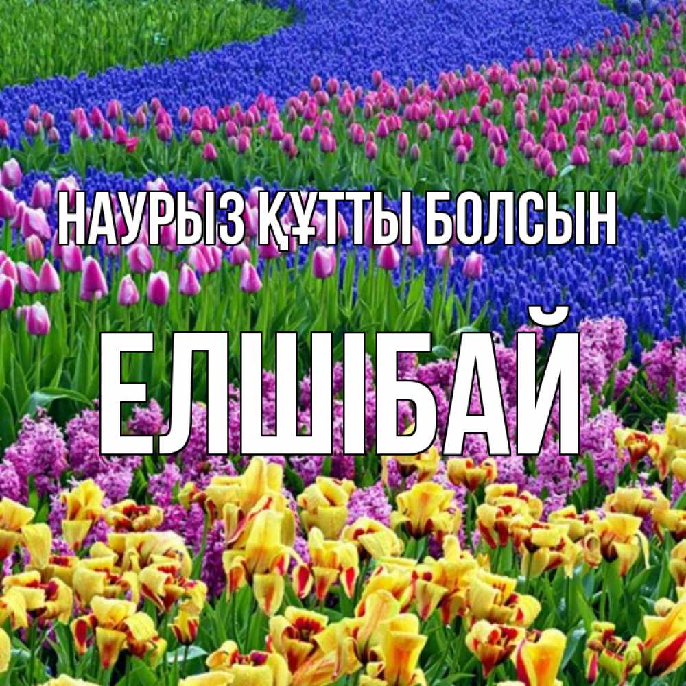 Күн сайын ашық хат с именем, Елшібай Наурыз құтты болсын цветы Онлайн тегін жүктеп алу тілектері бар керемет карта 