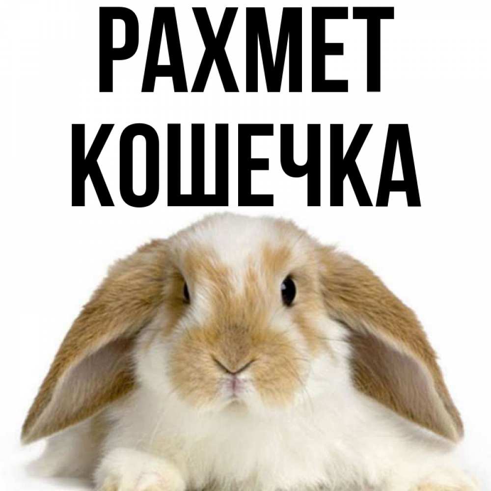 Күн сайын ашық хат с именем, Кошечка рахмет коричнево белый заяц Онлайн тегін жүктеп алу тілектері бар керемет карта 