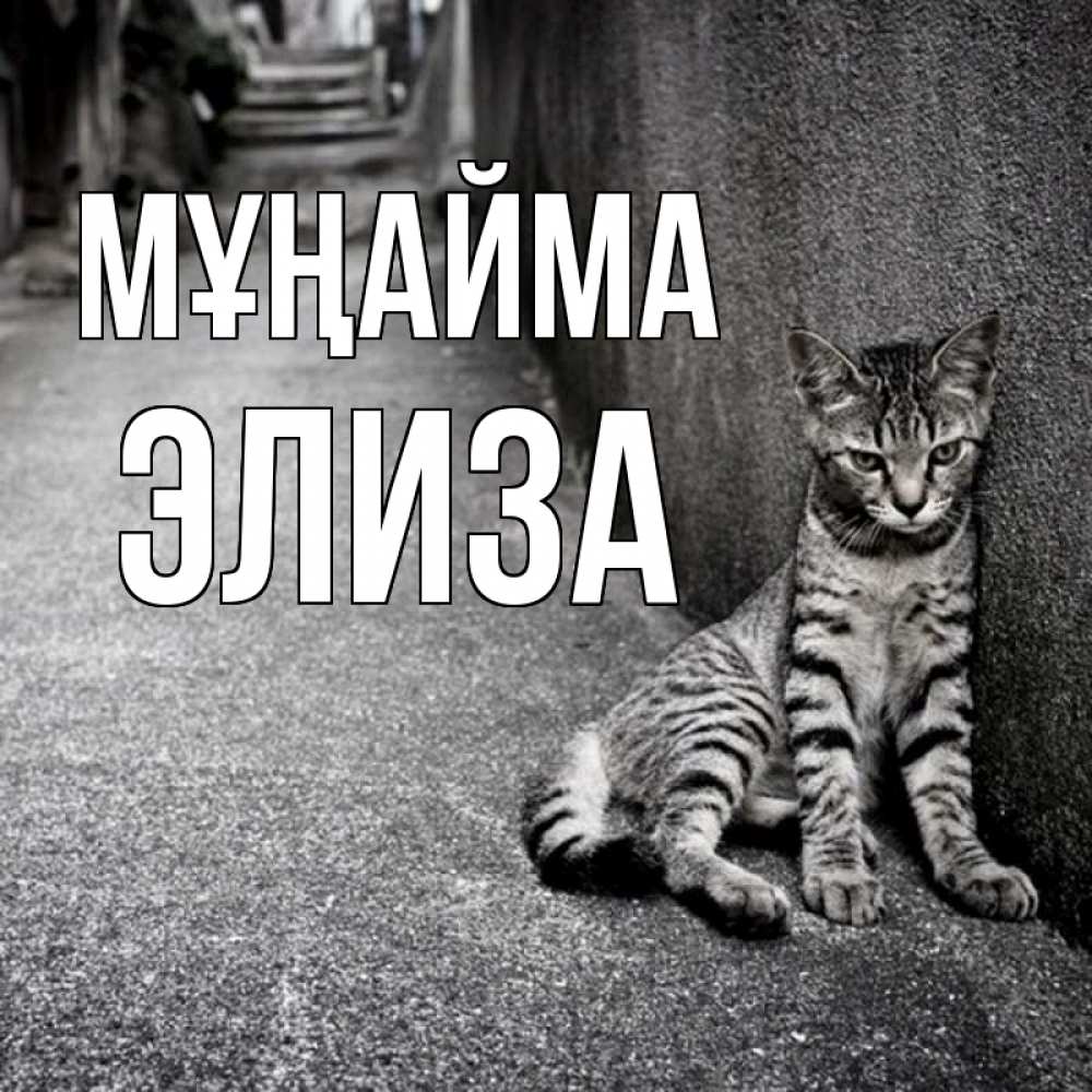 Күн сайын ашық хат с именем, Элиза Мұңайма скучающий котик Онлайн тегін жүктеп алу тілектері бар керемет карта 