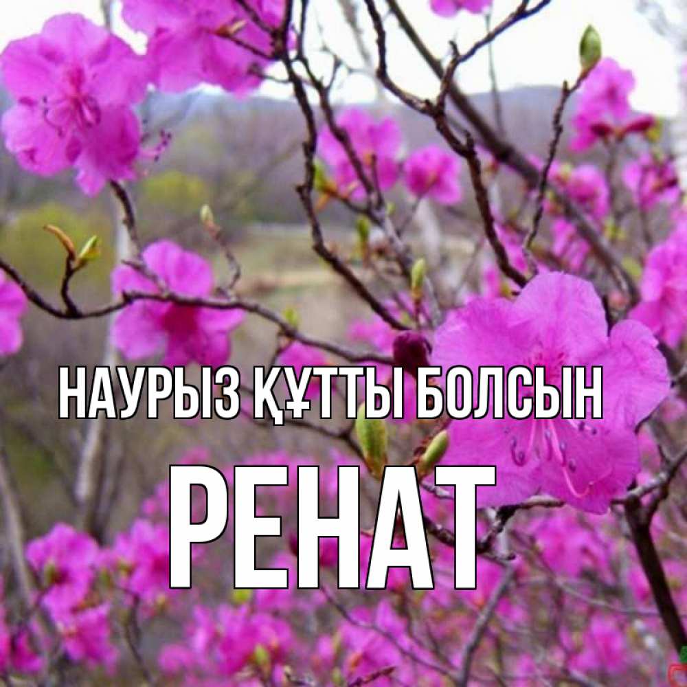 Күн сайын ашық хат с именем, РЕНАТ Наурыз құтты болсын наурыз мейрамы кутты болсын Онлайн тегін жүктеп алу тілектері бар керемет карта 