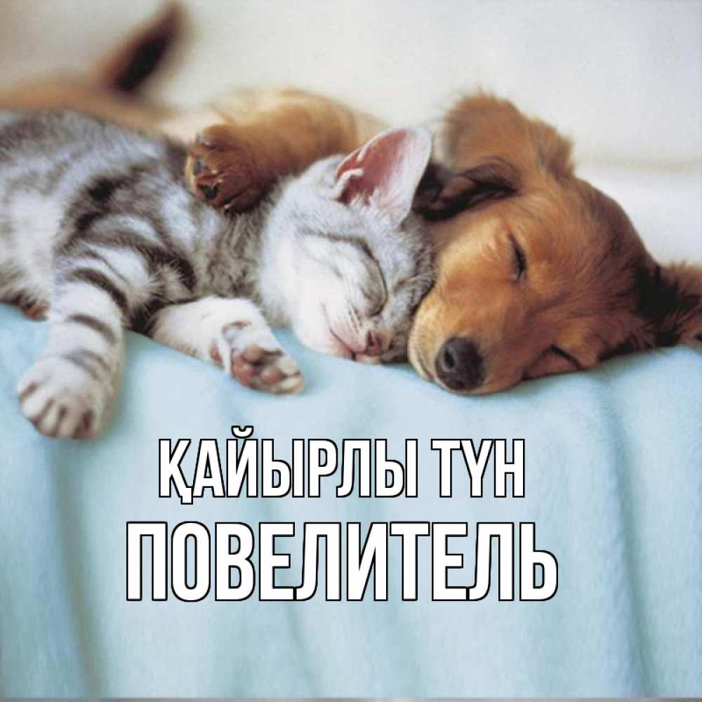 Күн сайын ашық хат с именем, Повелитель Қайырлы түн с животными Онлайн тегін жүктеп алу тілектері бар керемет карта 