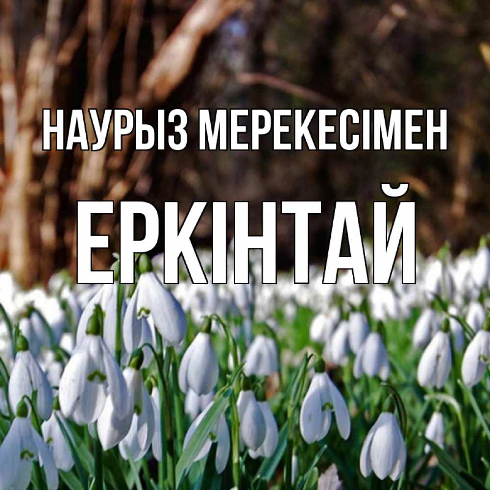 Күн сайын ашық хат с именем, Еркінтай Наурыз мерекесімен с подснежниками 1 Онлайн тегін жүктеп алу тілектері бар керемет карта 