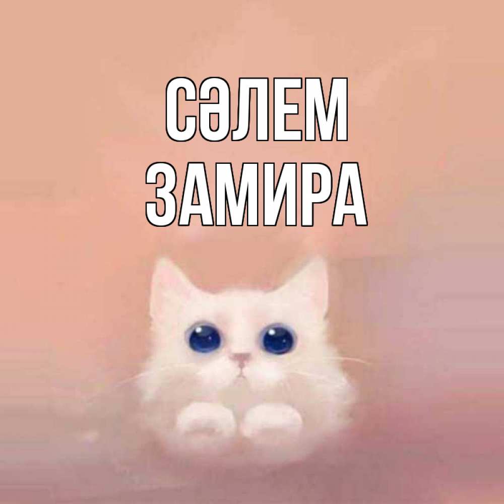 Күн сайын ашық хат с именем, ЗАМИРА Сәлем котик белый в полете Онлайн тегін жүктеп алу тілектері бар керемет карта 