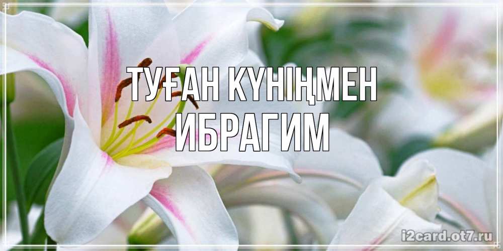 Күн сайын ашық хат с именем, Ибрагим Туған күніңмен открытка с белой лилией Онлайн тегін жүктеп алу тілектері бар керемет карта 