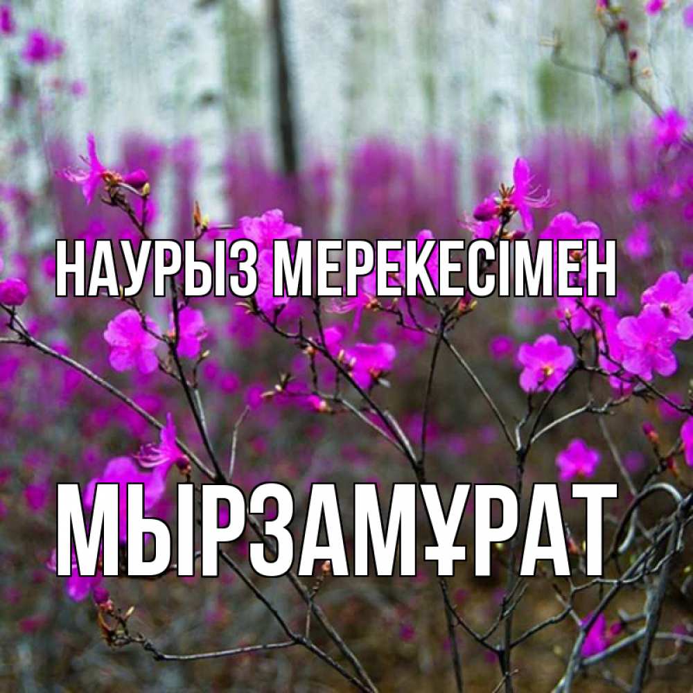 Күн сайын ашық хат с именем, Мырзамұрат Наурыз мерекесімен дикие цветы Онлайн тегін жүктеп алу тілектері бар керемет карта 