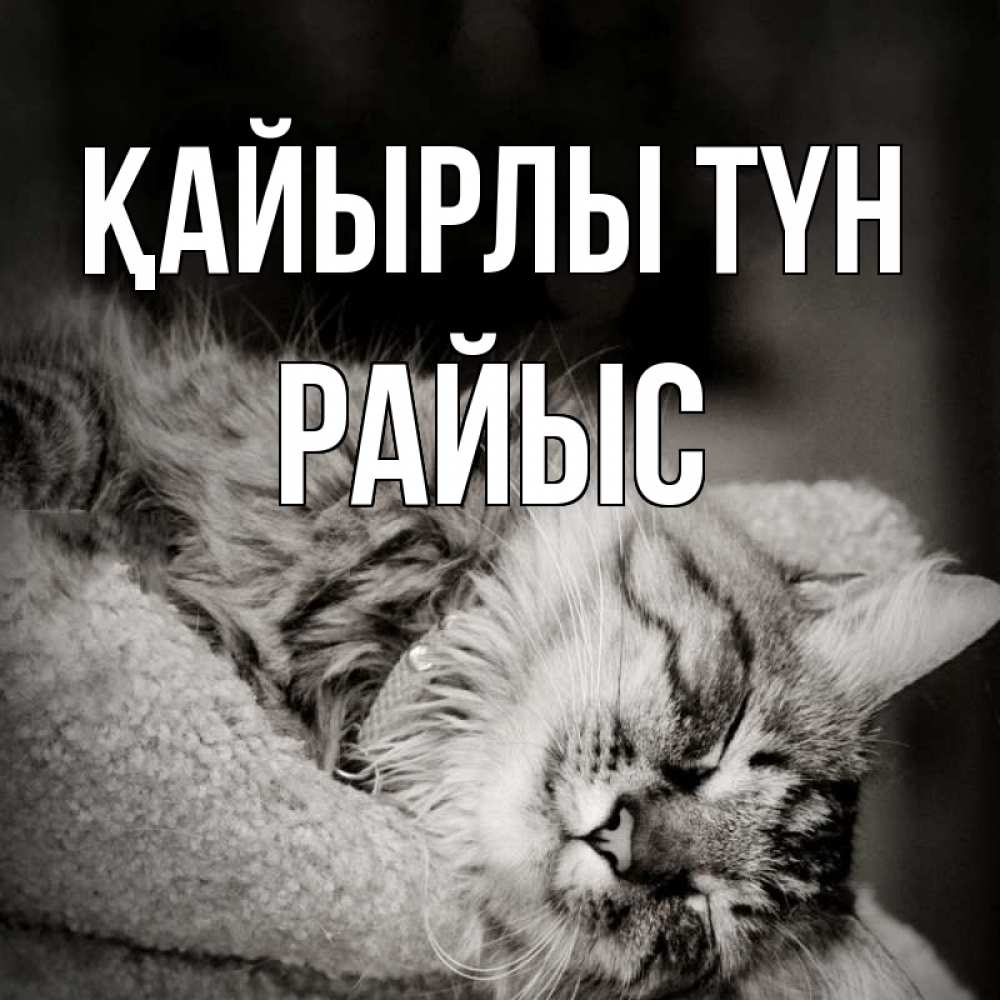 Күн сайын ашық хат с именем, РАЙЫС Қайырлы түн котярик пушистый Онлайн тегін жүктеп алу тілектері бар керемет карта 