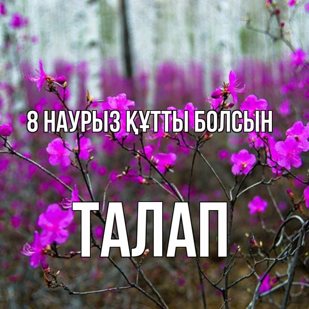 Күн сайын ашық хат с именем, ТАЛАП 8 наурыз құтты болсын дикие цветы Онлайн тегін жүктеп алу тілектері бар керемет карта 