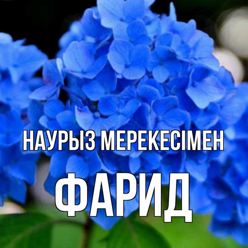 Күн сайын ашық хат с именем, ФАРИД Наурыз мерекесімен синие цветы Онлайн тегін жүктеп алу тілектері бар керемет карта 