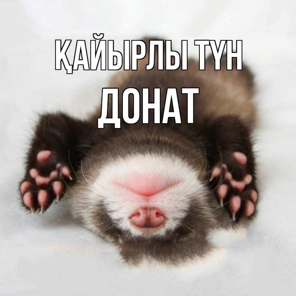 Күн сайын ашық хат с именем, Донат Қайырлы түн зверек Онлайн тегін жүктеп алу тілектері бар керемет карта 