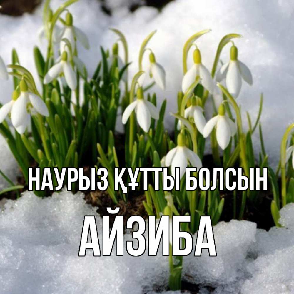 Күн сайын ашық хат с именем, АЙЗИБА Наурыз құтты болсын цветы весенние Онлайн тегін жүктеп алу тілектері бар керемет карта 