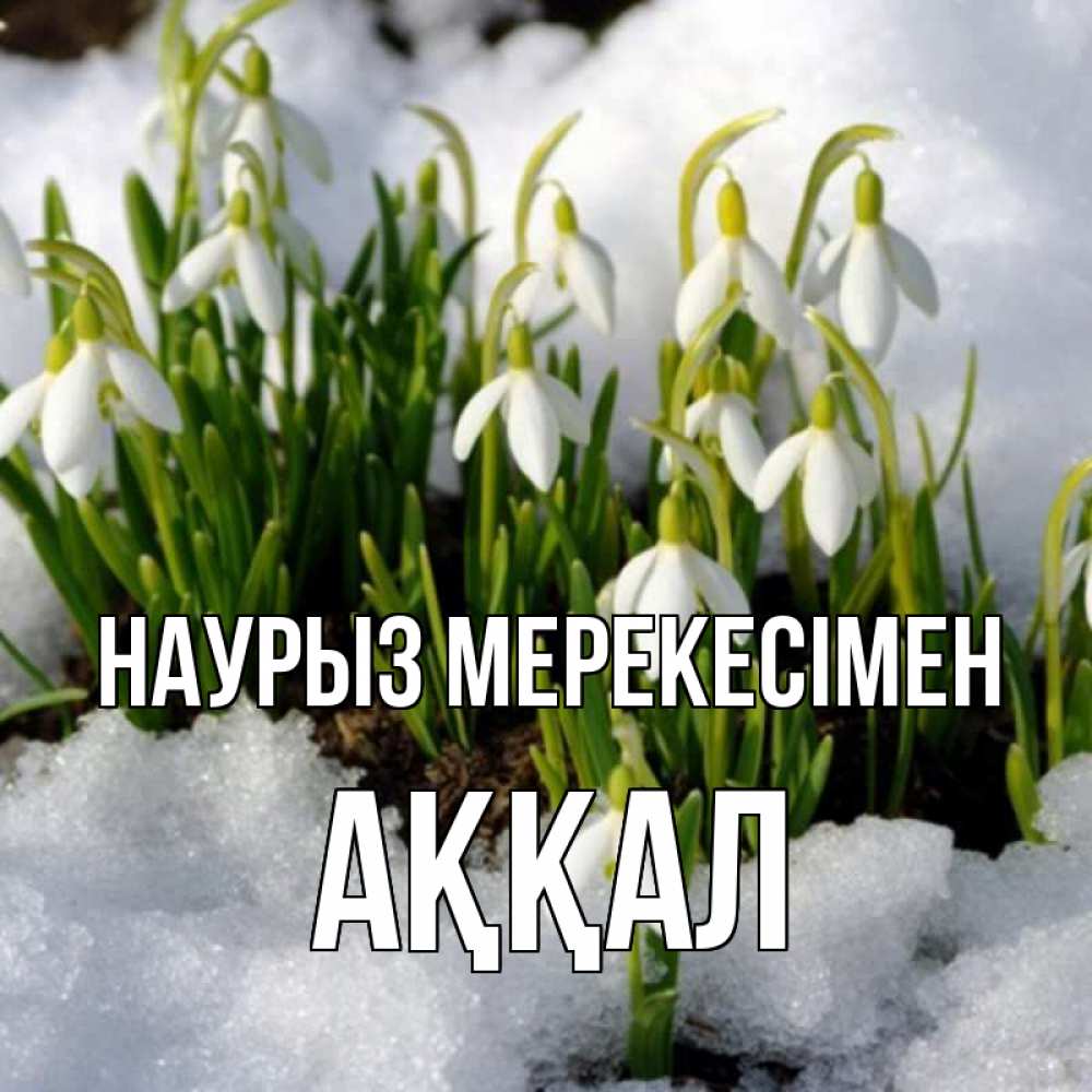 Күн сайын ашық хат с именем, Аққал Наурыз мерекесімен цветы весенние Онлайн тегін жүктеп алу тілектері бар керемет карта 