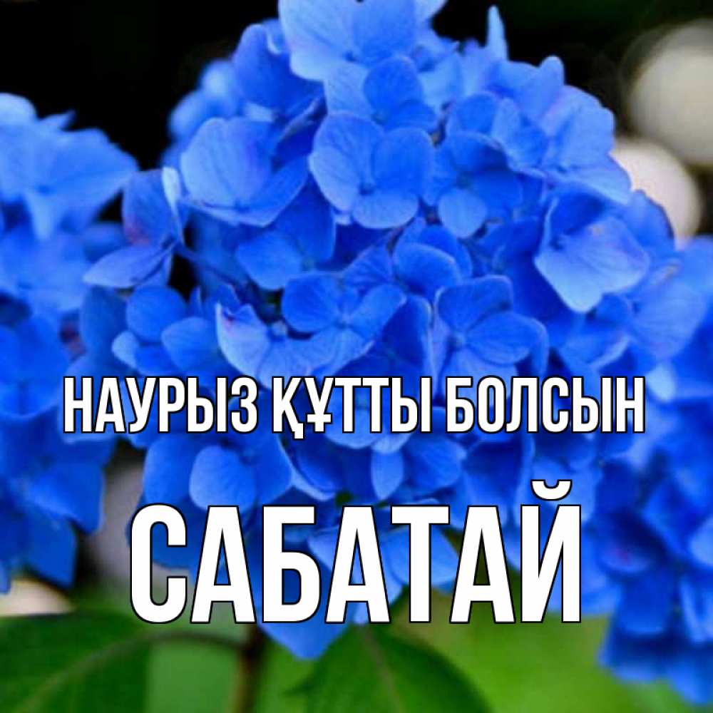Күн сайын ашық хат с именем, САБАТАЙ Наурыз құтты болсын синие цветы Онлайн тегін жүктеп алу тілектері бар керемет карта 