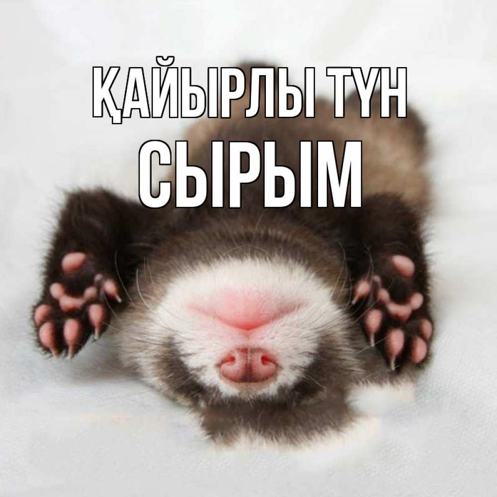Күн сайын ашық хат с именем, СЫРЫМ Қайырлы түн зверек Онлайн тегін жүктеп алу тілектері бар керемет карта 
