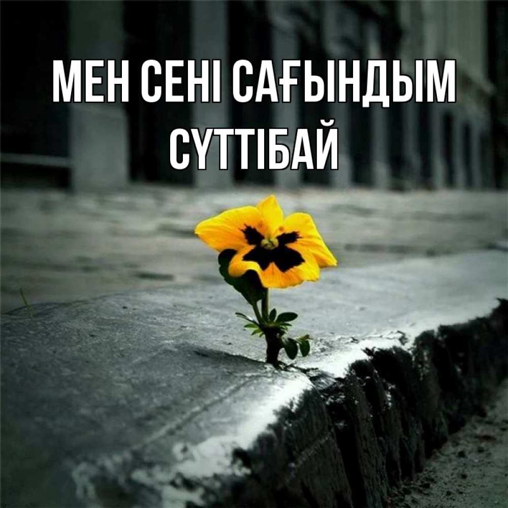 Күн сайын ашық хат с именем, СҮТТІБАЙ Мен сені сағындым надеюсь будет лучше Онлайн тегін жүктеп алу тілектері бар керемет карта 