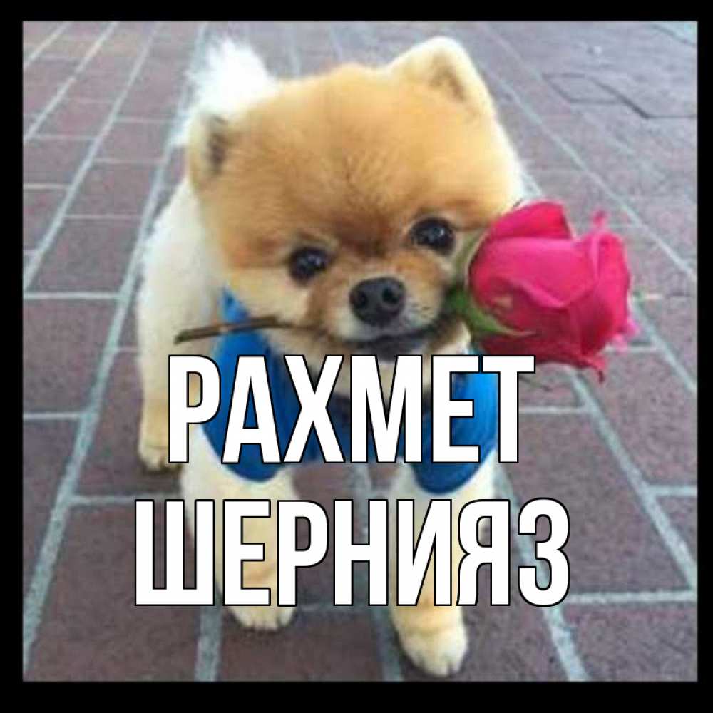 Күн сайын ашық хат с именем, ШЕРНИЯЗ рахмет спасибо и дарю тебе цветок Онлайн тегін жүктеп алу тілектері бар керемет карта 