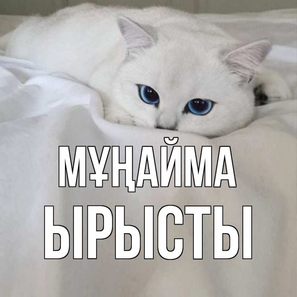 Күн сайын ашық хат с именем, ЫРЫСТЫ Мұңайма белый кот с голубыми глазами на белоснежной кровати Онлайн тегін жүктеп алу тілектері бар керемет карта 