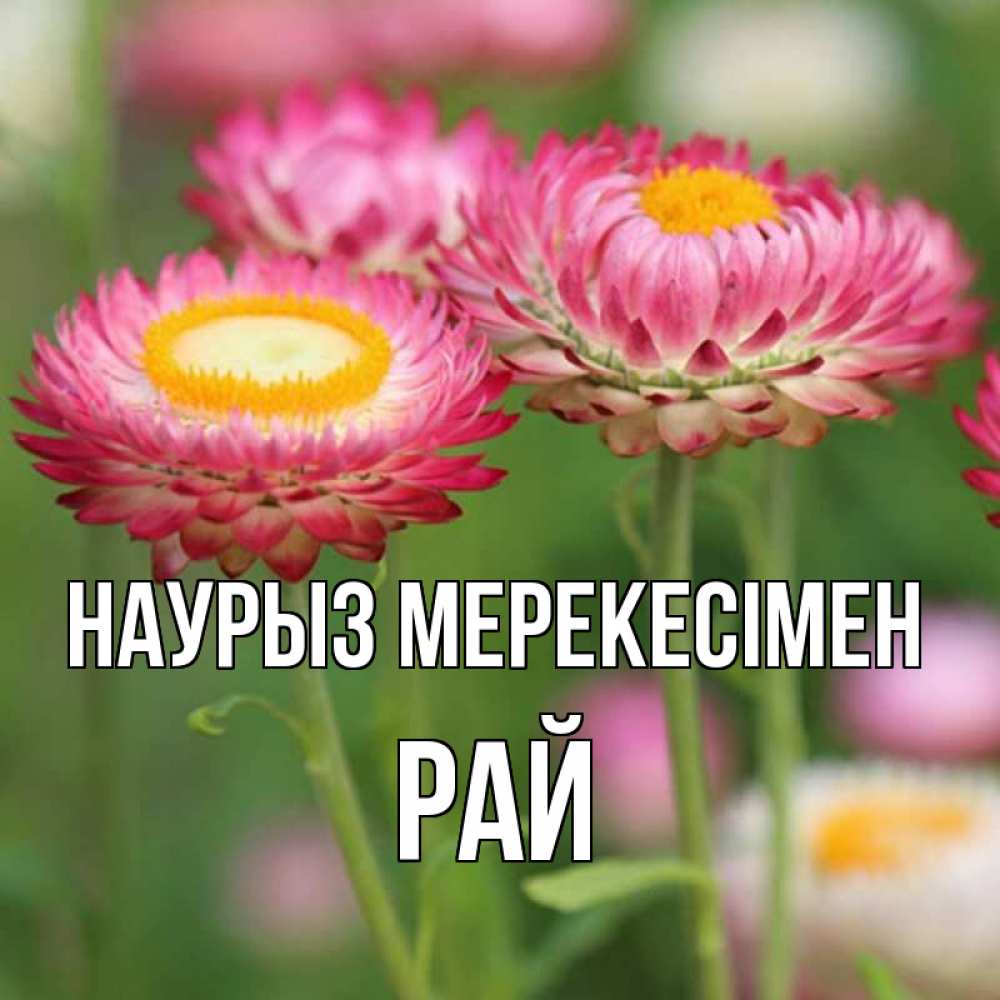 Күн сайын ашық хат с именем, РАЙ Наурыз мерекесімен подарок на международный женский день Онлайн тегін жүктеп алу тілектері бар керемет карта 