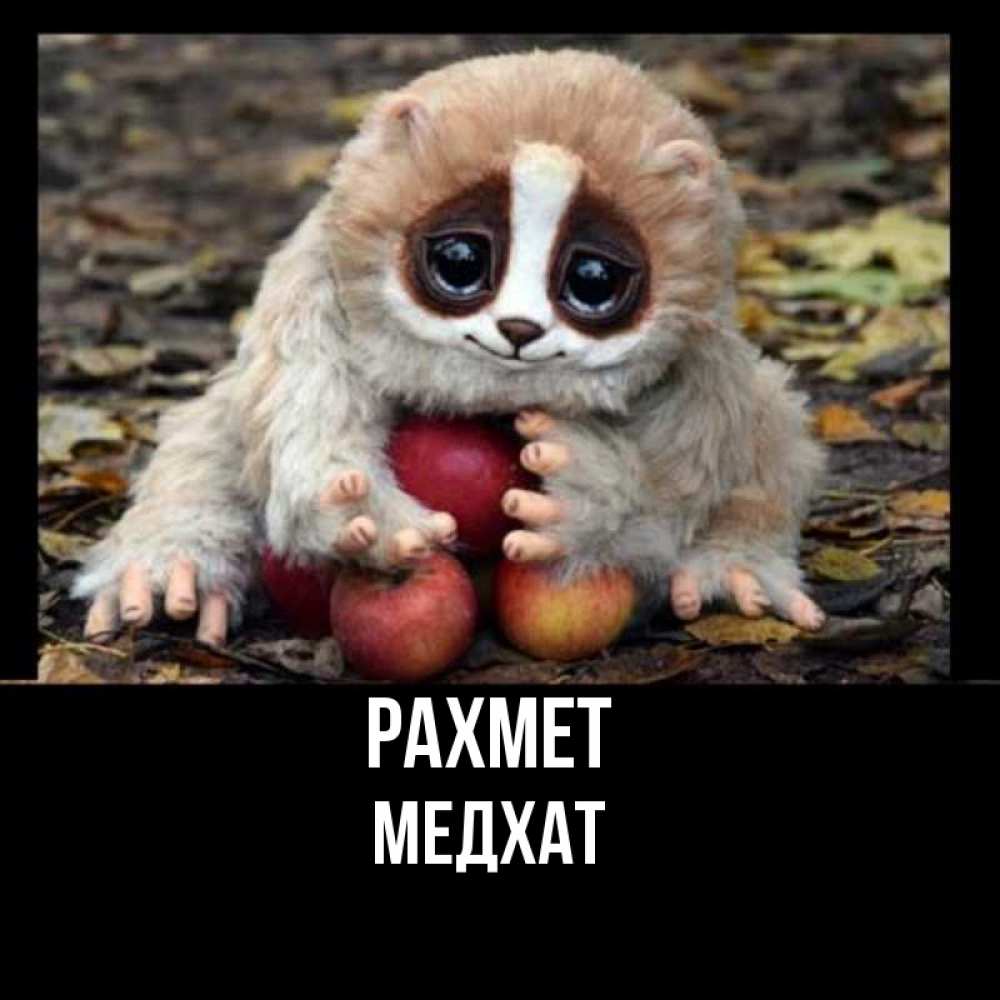 Күн сайын ашық хат с именем, МЕДХАТ рахмет прикольное животное Онлайн тегін жүктеп алу тілектері бар керемет карта 