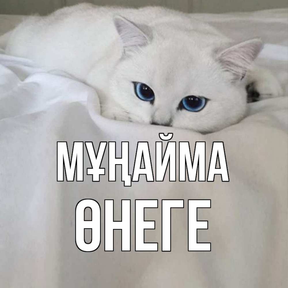Күн сайын ашық хат с именем, ӨНЕГЕ Мұңайма белый кот с голубыми глазами на белоснежной кровати Онлайн тегін жүктеп алу тілектері бар керемет карта 