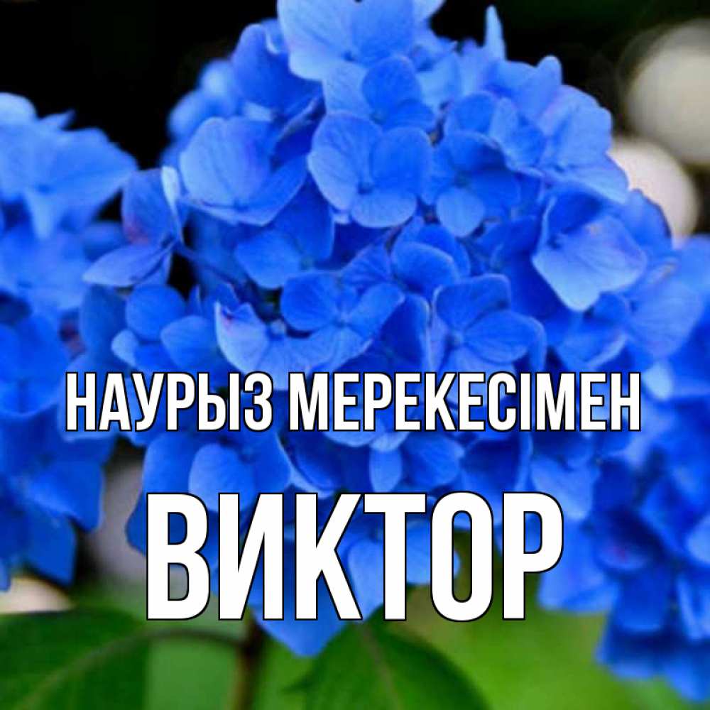 Күн сайын ашық хат с именем, Виктор Наурыз мерекесімен синие цветы Онлайн тегін жүктеп алу тілектері бар керемет карта 