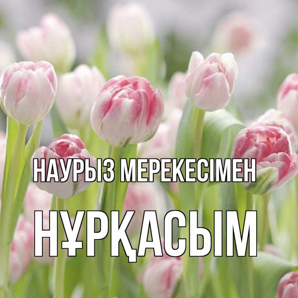 Күн сайын ашық хат с именем, НҰРҚАСЫМ Наурыз мерекесімен цветы Онлайн тегін жүктеп алу тілектері бар керемет карта 