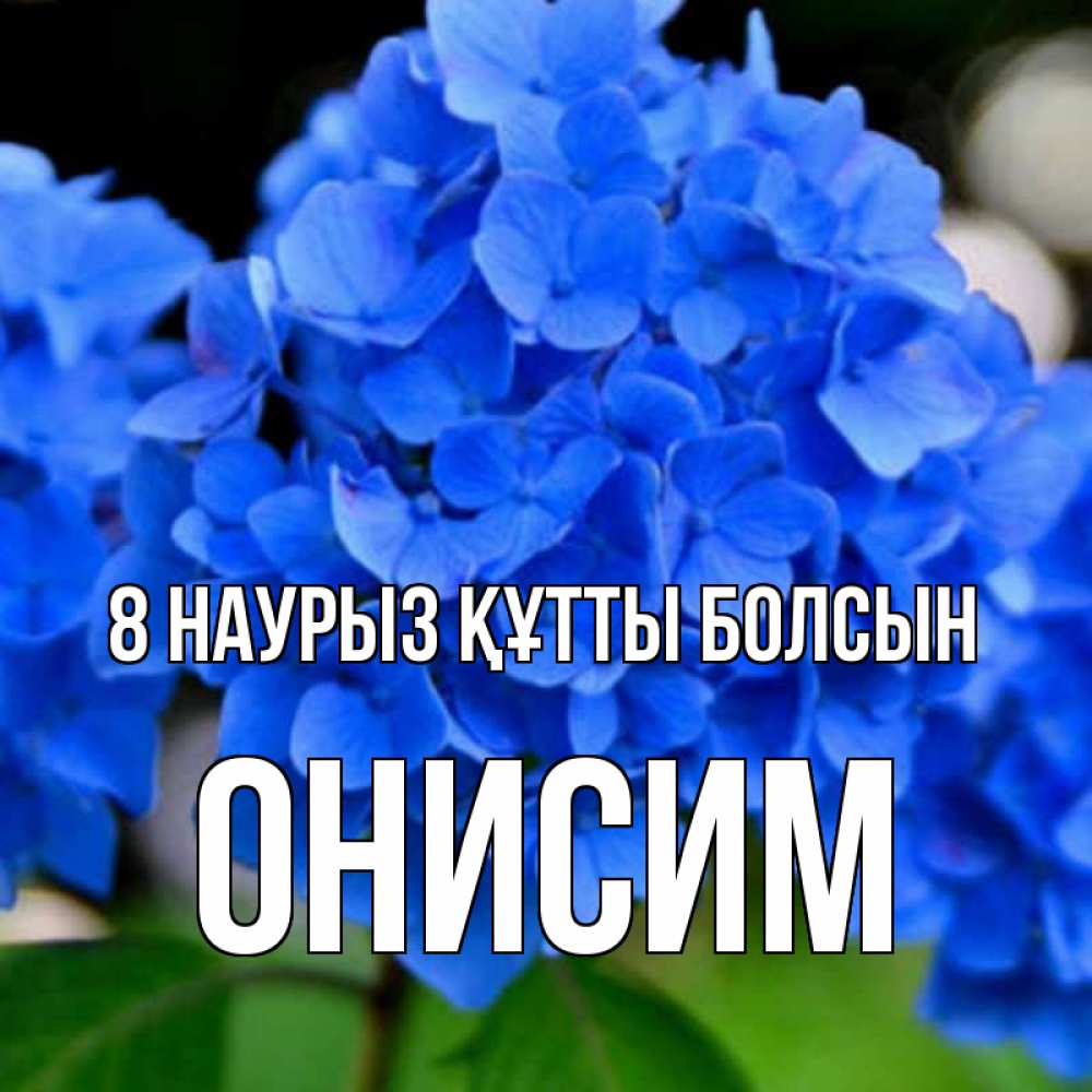 Күн сайын ашық хат с именем, Онисим 8 наурыз құтты болсын синие цветы Онлайн тегін жүктеп алу тілектері бар керемет карта 