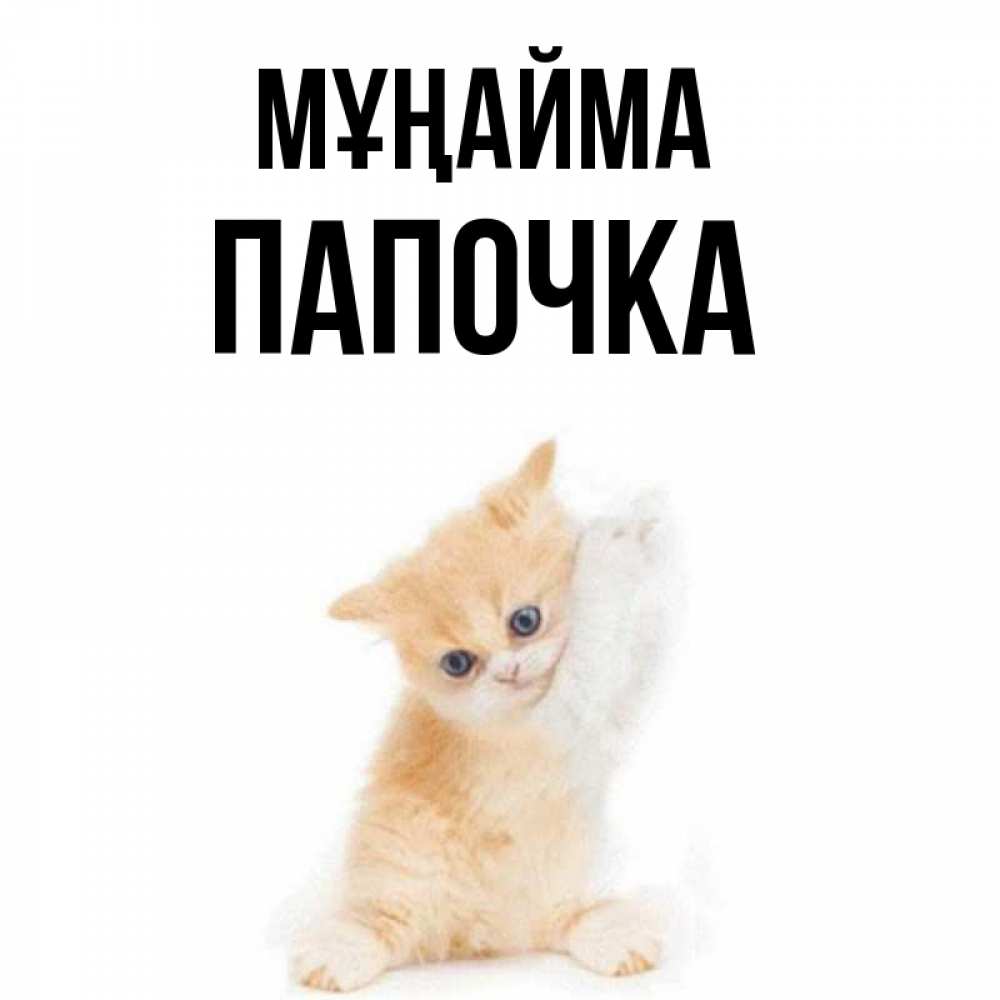Күн сайын ашық хат с именем, Папочка Мұңайма просящий кот Онлайн тегін жүктеп алу тілектері бар керемет карта 