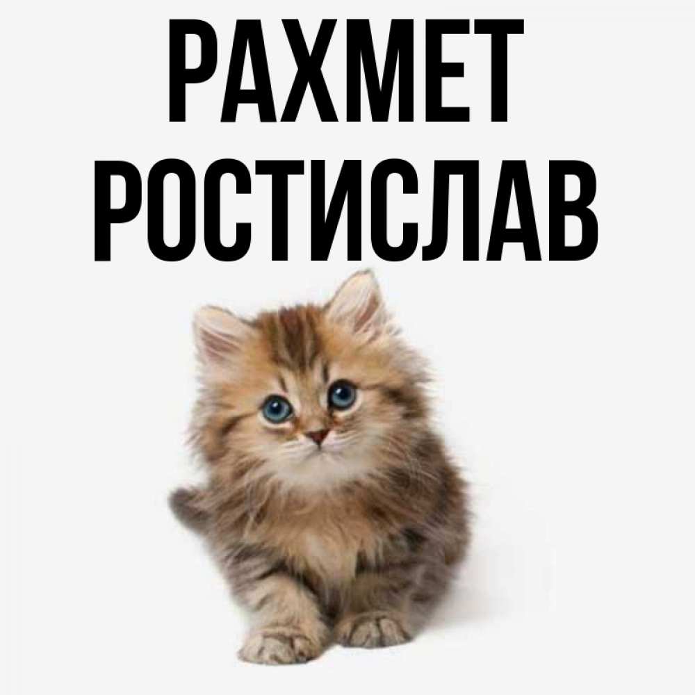 Күн сайын ашық хат с именем, Ростислав рахмет пушистый котик Онлайн тегін жүктеп алу тілектері бар керемет карта 
