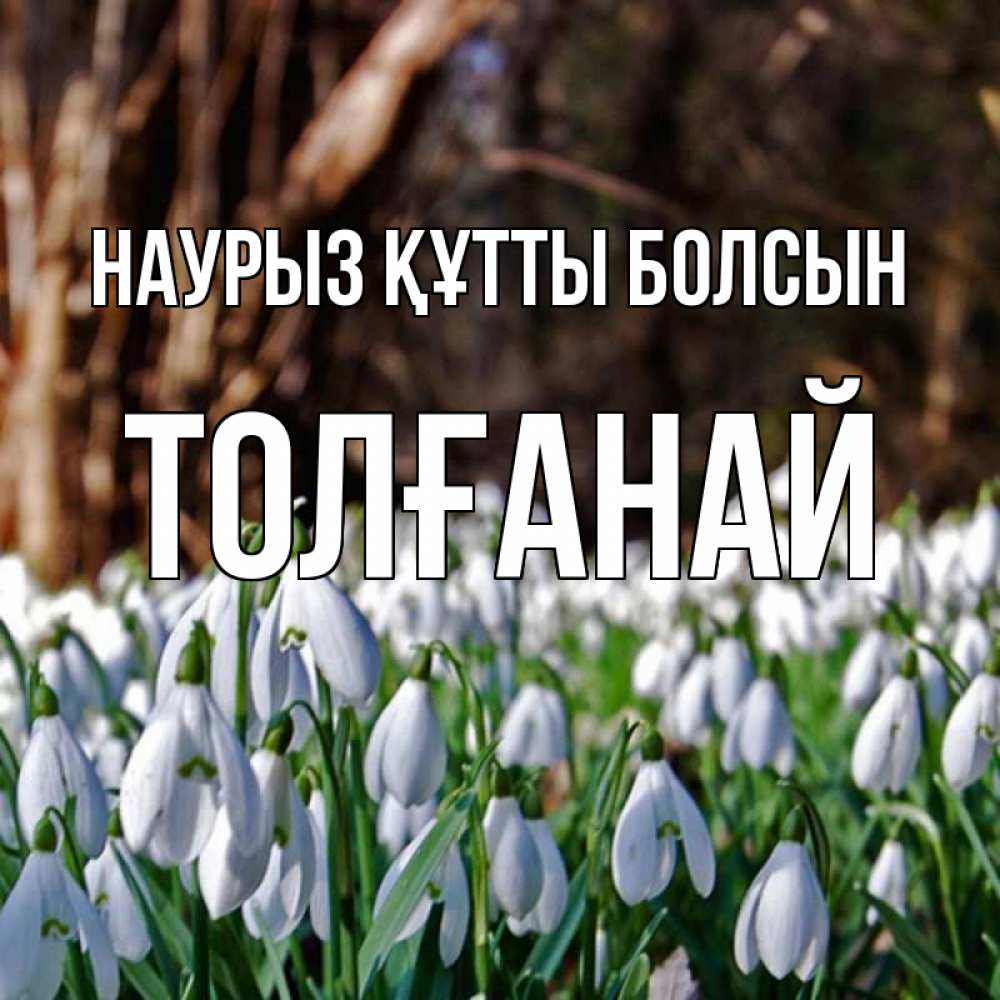 Күн сайын ашық хат с именем, ТОЛҒАНАЙ Наурыз құтты болсын с подснежниками 1 Онлайн тегін жүктеп алу тілектері бар керемет карта 