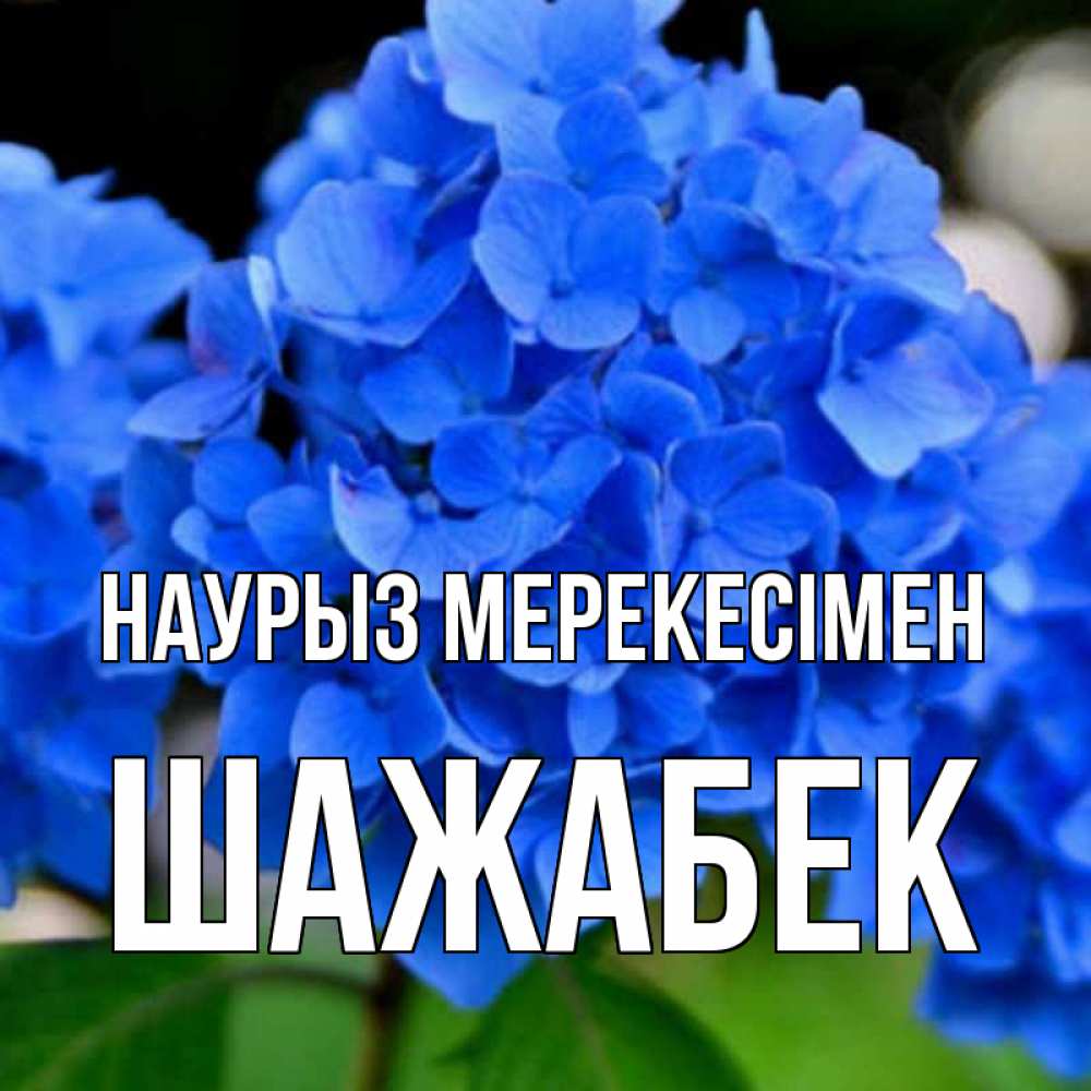 Күн сайын ашық хат с именем, ШАЖАБЕК Наурыз мерекесімен синие цветы Онлайн тегін жүктеп алу тілектері бар керемет карта 
