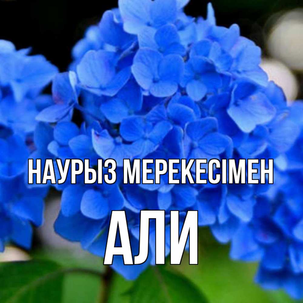 Күн сайын ашық хат с именем, Али Наурыз мерекесімен синие цветы Онлайн тегін жүктеп алу тілектері бар керемет карта 