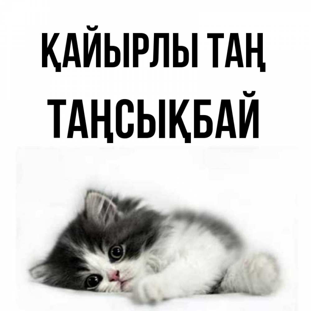 Күн сайын ашық хат с именем, ТАҢСЫҚБАЙ Қайырлы таң кот лапки Онлайн тегін жүктеп алу тілектері бар керемет карта 