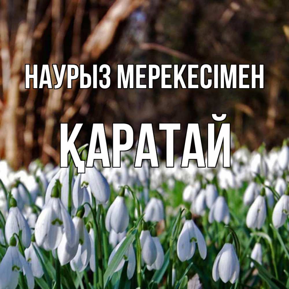 Күн сайын ашық хат с именем, Қаратай Наурыз мерекесімен с подснежниками 1 Онлайн тегін жүктеп алу тілектері бар керемет карта 