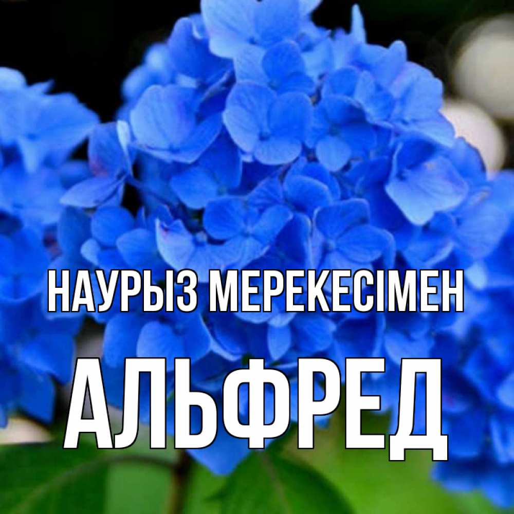 Күн сайын ашық хат с именем, Альфред Наурыз мерекесімен синие цветы Онлайн тегін жүктеп алу тілектері бар керемет карта 
