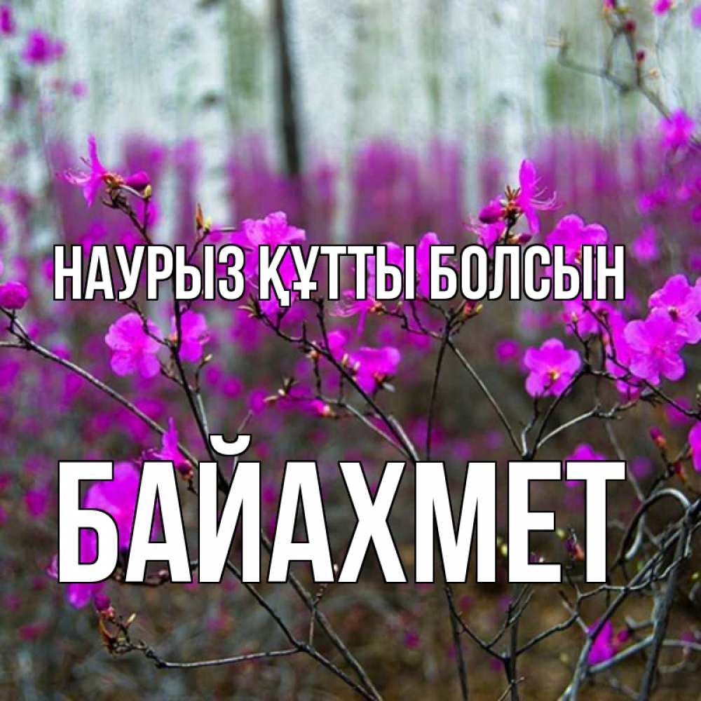 Күн сайын ашық хат с именем, Байахмет Наурыз құтты болсын дикие цветы Онлайн тегін жүктеп алу тілектері бар керемет карта 