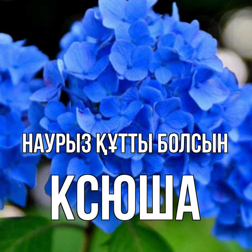 Күн сайын ашық хат с именем, Ксюша Наурыз құтты болсын синие цветы Онлайн тегін жүктеп алу тілектері бар керемет карта 