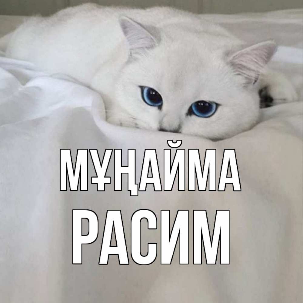 Күн сайын ашық хат с именем, Расим Мұңайма белый кот с голубыми глазами на белоснежной кровати Онлайн тегін жүктеп алу тілектері бар керемет карта 