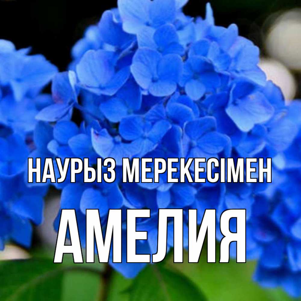 Күн сайын ашық хат с именем, Амелия Наурыз мерекесімен синие цветы Онлайн тегін жүктеп алу тілектері бар керемет карта 