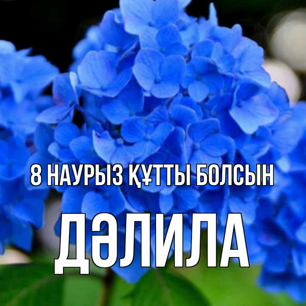 Күн сайын ашық хат с именем, ДӘЛИЛА 8 наурыз құтты болсын синие цветы Онлайн тегін жүктеп алу тілектері бар керемет карта 