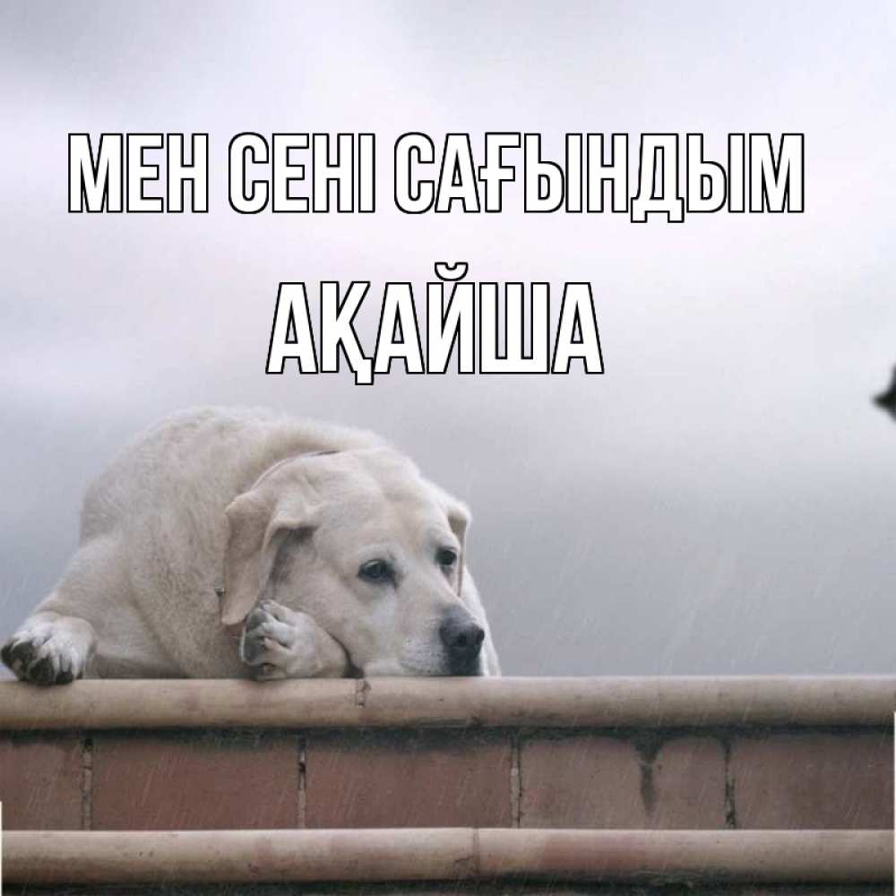 Күн сайын ашық хат с именем, АҚАЙША Мен сені сағындым ждет Онлайн тегін жүктеп алу тілектері бар керемет карта 