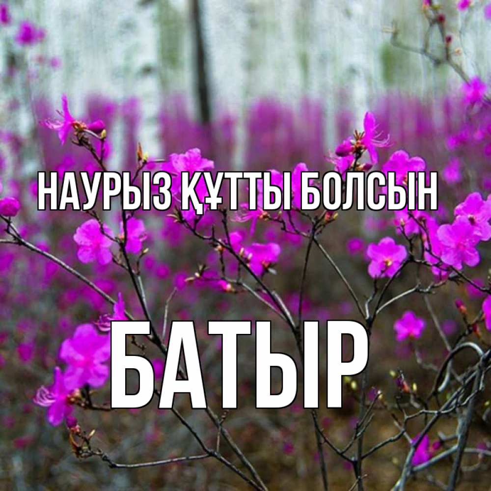 Күн сайын ашық хат с именем, Батыр Наурыз құтты болсын дикие цветы Онлайн тегін жүктеп алу тілектері бар керемет карта 