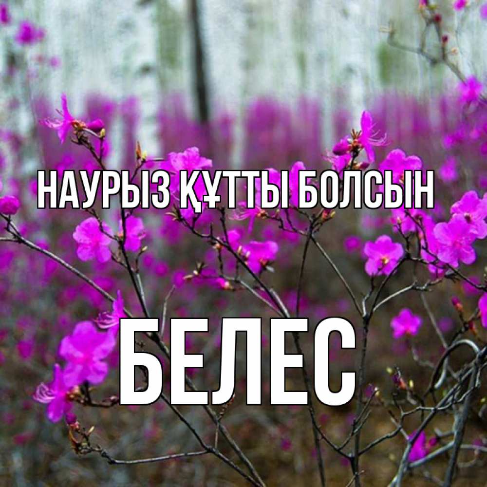 Күн сайын ашық хат с именем, Белес Наурыз құтты болсын дикие цветы Онлайн тегін жүктеп алу тілектері бар керемет карта 