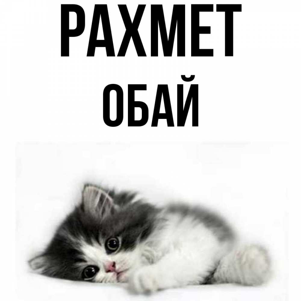 Күн сайын ашық хат с именем, ОБАЙ рахмет черный и белый кот Онлайн тегін жүктеп алу тілектері бар керемет карта 