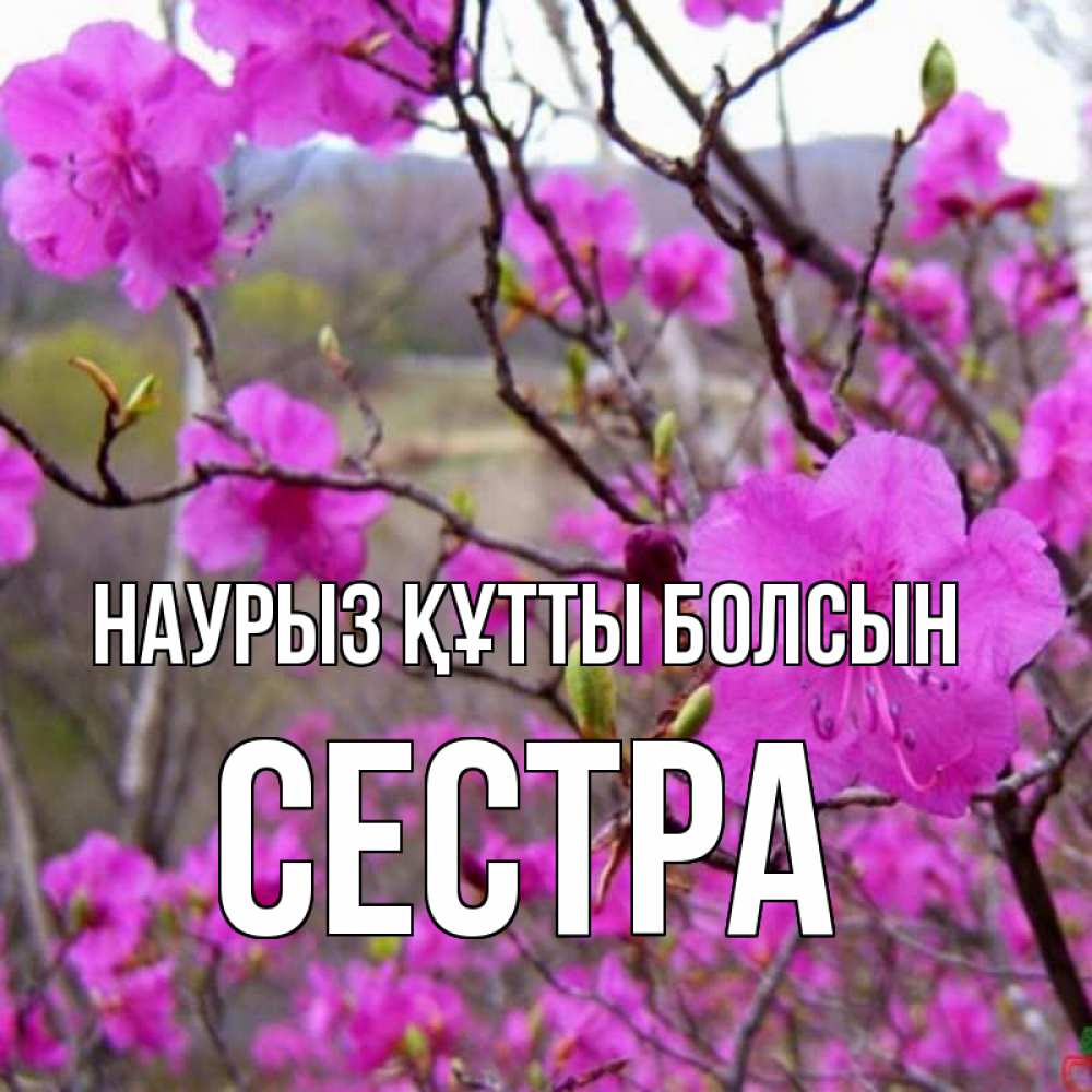 Күн сайын ашық хат с именем, Сестра Наурыз құтты болсын наурыз мейрамы кутты болсын Онлайн тегін жүктеп алу тілектері бар керемет карта 