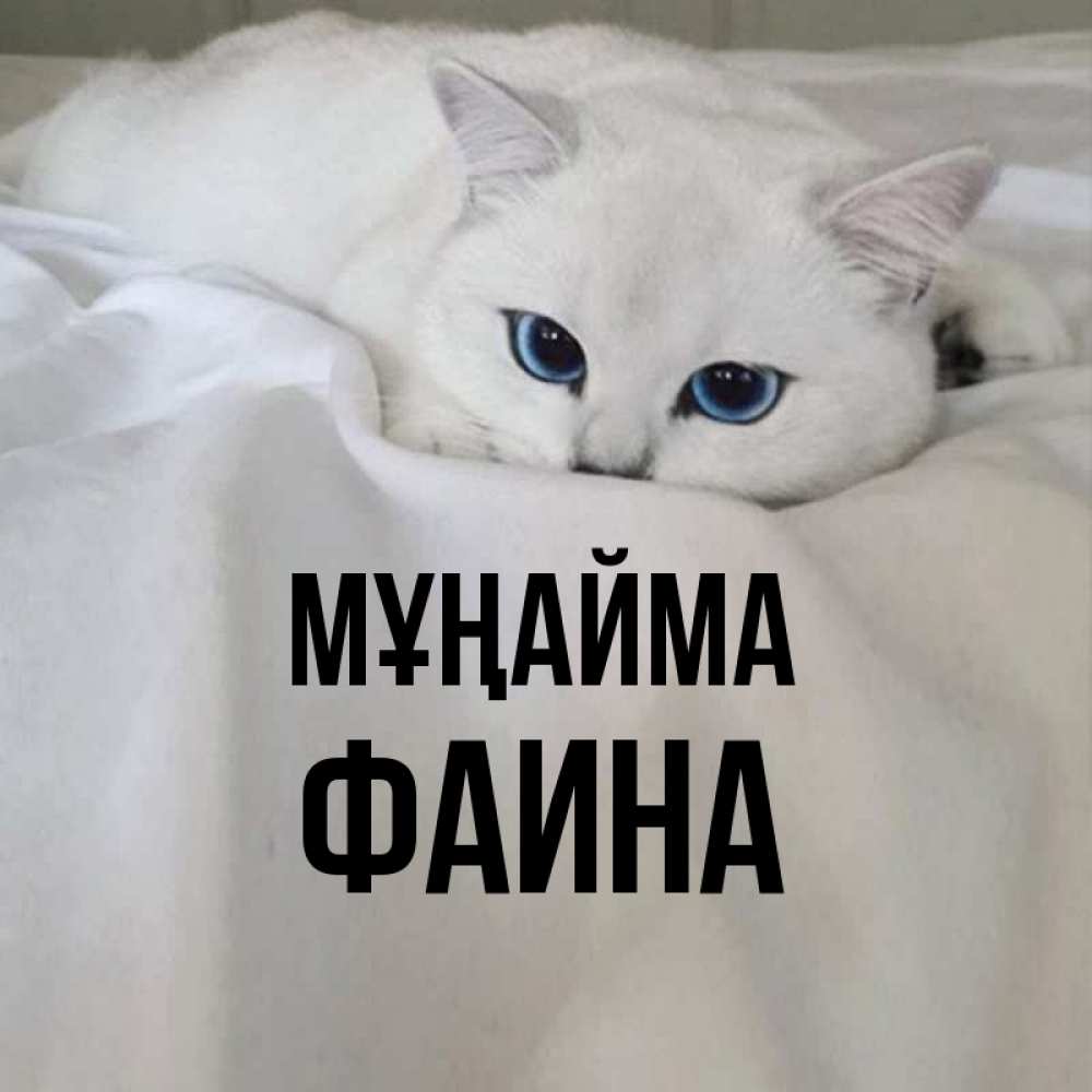 Күн сайын ашық хат с именем, Фаина Мұңайма Голубоглазая кошка Онлайн тегін жүктеп алу тілектері бар керемет карта 