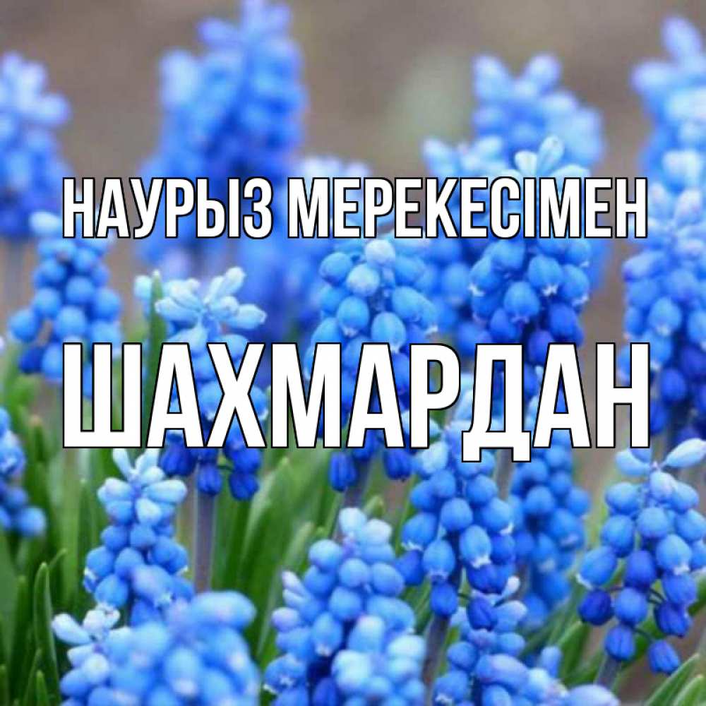 Күн сайын ашық хат с именем, ШАХМАРДАН Наурыз мерекесімен Поздравительная открытка для женщин с цветами на праздничную дату Онлайн тегін жүктеп алу тілектері бар керемет карта 